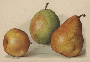 Olivier de Serres, Easter Beurre, Nouvelle Fulvie af English School